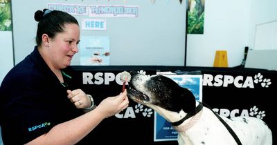 Grab a cupcake and adopt a dog for free at Hunter RSPCA