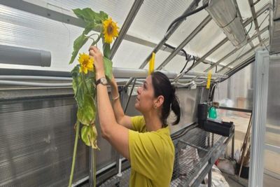 Sunflowers’ Dance Moves Inspire Collective Growth Strategy, Reveals Study ‌