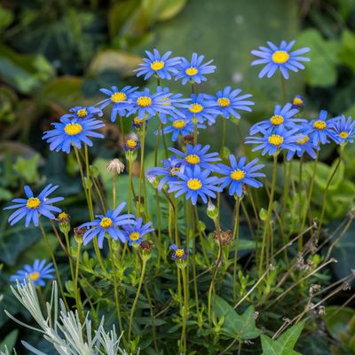 9 plants to propagate in September to get a head start on next year’s garden without spending a penny