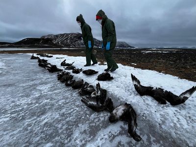 Forgotten epidemic: with over 280 million birds dead how is the avian flu outbreak evolving?