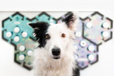 Yes, dogs understand soundboard words