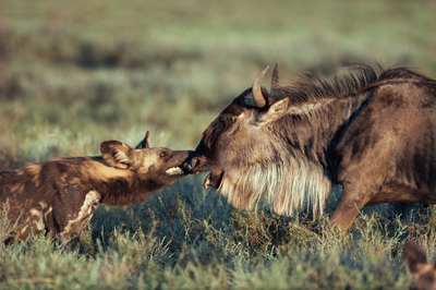 A wild dog catches a wildebeest: Jonathan Scott’s best photograph