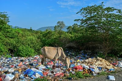 Burning Trash A Major Source Of Plastic Pollution: Study