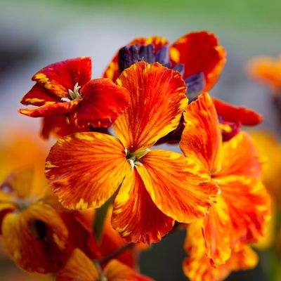 The 5 best wallflowers to plant now for bright, beautiful borders