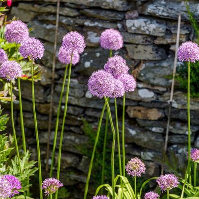 What flowers to plant in September – 10 blooms you can add to your garden now for beautiful displays next year