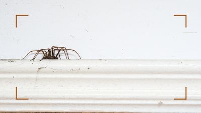 How to get rid of spiders: 7 expert-approved methods to stop them coming into your home