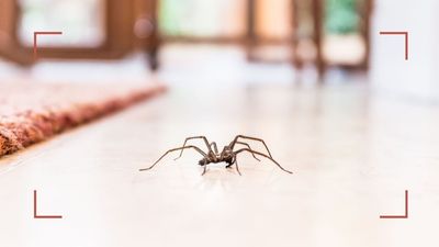 8 expert-approved methods to stop spiders from coming indoors during 'spider season'