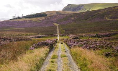 ‘A 100-year vision’: Skiddaw’s barren peak to spring to life in ambitious rewilding