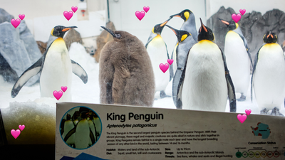 Pesto — The Record-Breaking 21kg Penguin Baby — Just Had A Gender Reveal At Melbourne Aquarium