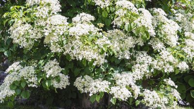 How to grow climbing hydrangeas – for a shade-tolerant vine with spectacular flowers