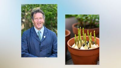 Monty Don's foolproof advice for growing the 'tastiest' garlic cloves this season