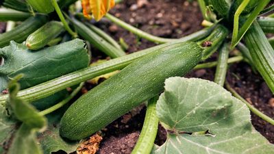 5 common zucchini pests – and expert-recommended ways to protect your plants