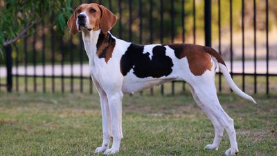 32 facts about American Foxhound dogs