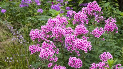 How to divide phlox – 3 simple steps to propagate these colorful blooms