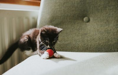 A New Study Reveals Just How Many Cats Like To Play Fetch — It’s Shockingly High