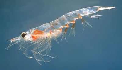 Best Krill Oil Supplements To Improve Heart And Skin Health