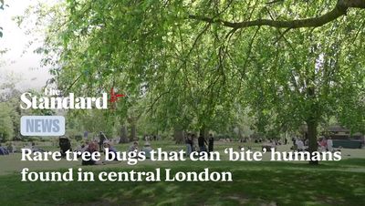 Rare tree bugs that can 'bite' humans found in central London, warn forestry chiefs