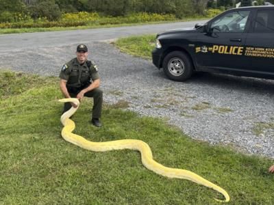 Large Burmese Python Confiscated In New York