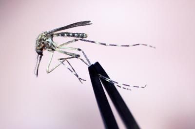 Deadly Mosquito Disease Threatens New England Residents