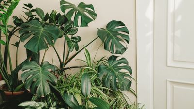 How to propagate monstera — 5 easy steps for new leafy plants