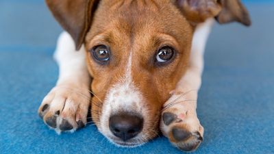 Why do dogs' paws smell like Fritos?