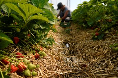 Indonesian fruit-pickers say seasonal work in UK left them drowning in debt
