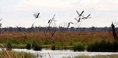 Bunyip birds and brolgas: how can we better protect species important to Indigenous people?