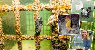 Hundreds of baby seahorses released into 'seahorse hotels' at popular beach