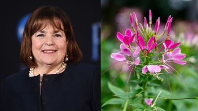 Ina Garten's Backyard Features Manicured Hedges — And These Gorgeous Blooms Certainly Create an Immaculate Gardenscape