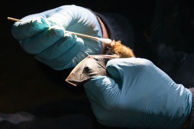 Bat deaths linked to infant mortality