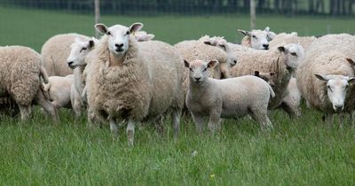 Theft of 40 sheep near Kinross sparks appeal from Police Scotland