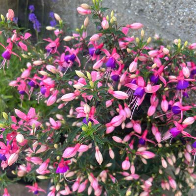 How to overwinter fuchsias – even tender varieties can survive the colder months with the right know-how