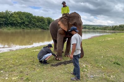 An Elephant Walking Without Chains For The 1st Time In 41 Years Is Melting Hearts Online