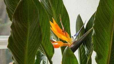 How to prune bird of paradise – expert tips for tidying your tropical plant