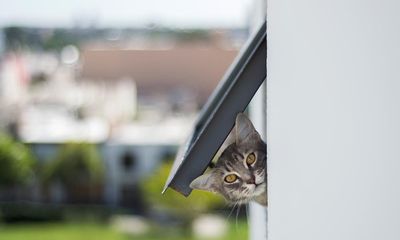 Cat makes surprise return home four days after being ‘cremated’