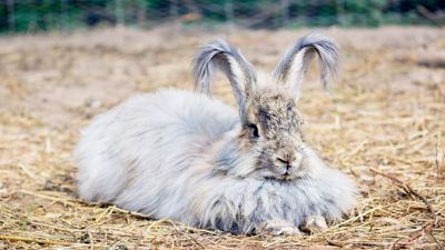 Everything you need to know about longhaired rabbit breeds and how to care for them.