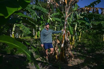 Australia’s first genetically modified fruit is ripe for a taste test. Could it avert a global banana apocalypse?