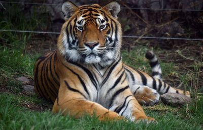 Border officials in South Texas on high alert after tiger from a Reynosa zoo goes missing