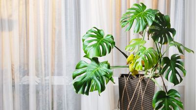 Do monsteras like being root-bound? Expert advice on keeping this statement houseplant happy