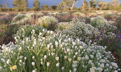 ‘For a short few weeks you realise the desert is truly alive’: Guardian Australia readers’ favourite wildflower spots