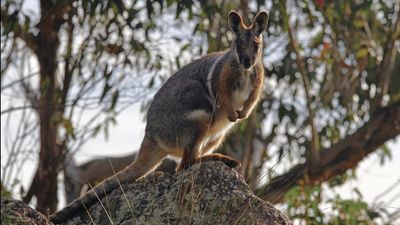 Good news for some threatened species as numbers rise