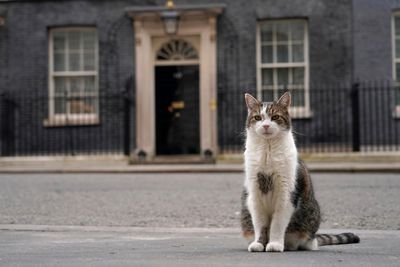 Starmer leads with compromise for new family pet – and gets ‘dog-like’ cat