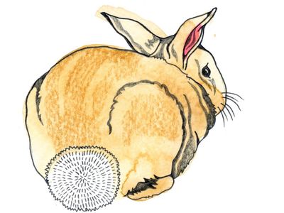 Why do rabbits have fluffy tails and how heavy is the Earth? Try our kids’ quiz