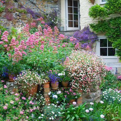 Mexican fleabane is the unexpected ‘it’ flower at RHS Wisley - here's how to grow this pretty plant at home