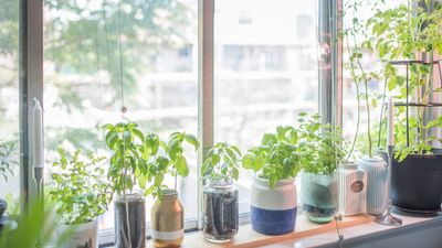 5 Easy Ways to Move Your Garden Herbs Indoors for the Winter — And Save Your Culinary Plants From the Cold