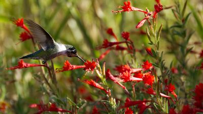 How to grow hummingbird trumpet plants – the ultimate native ground cover to attract pollinators to your yard