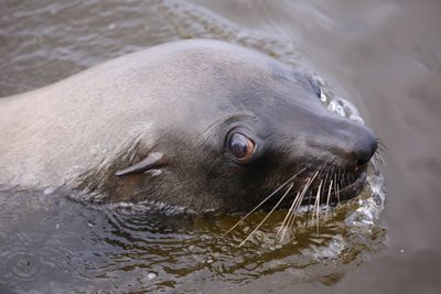 Why are Cape fur seals in South Africa infected with rabies?