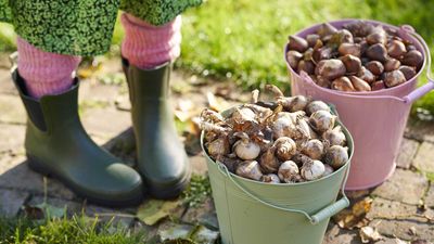 Bulb planting mistakes – 8 errors to steer clear of when prepping your spring garden display