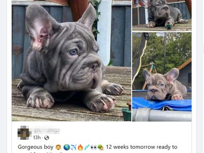 Cruel puppy dealers cash in on ‘lax Facebook and Instagram policing’ to sell suffering animals