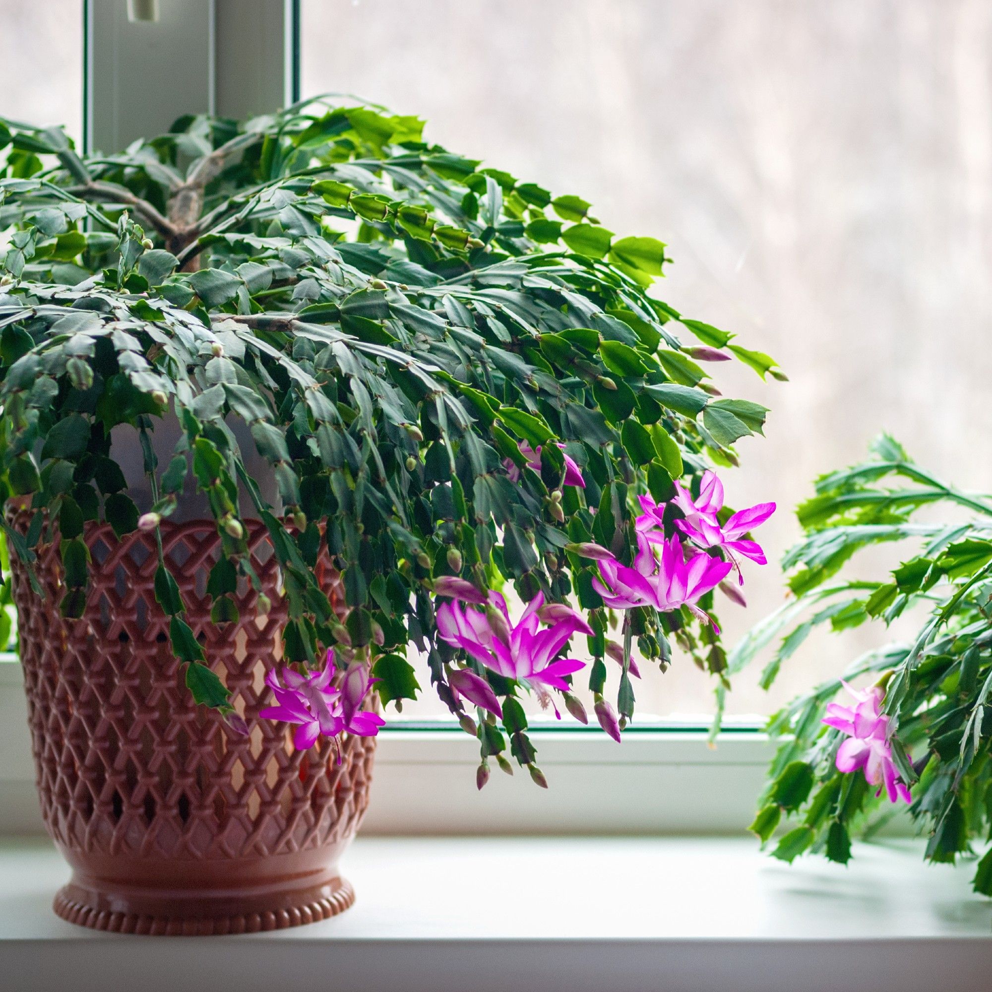 Why is my Christmas cactus dropping leaves? How to…